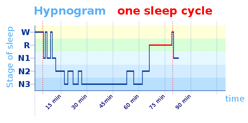 A hypnogram showing a typical sleep cycle for an adult human.