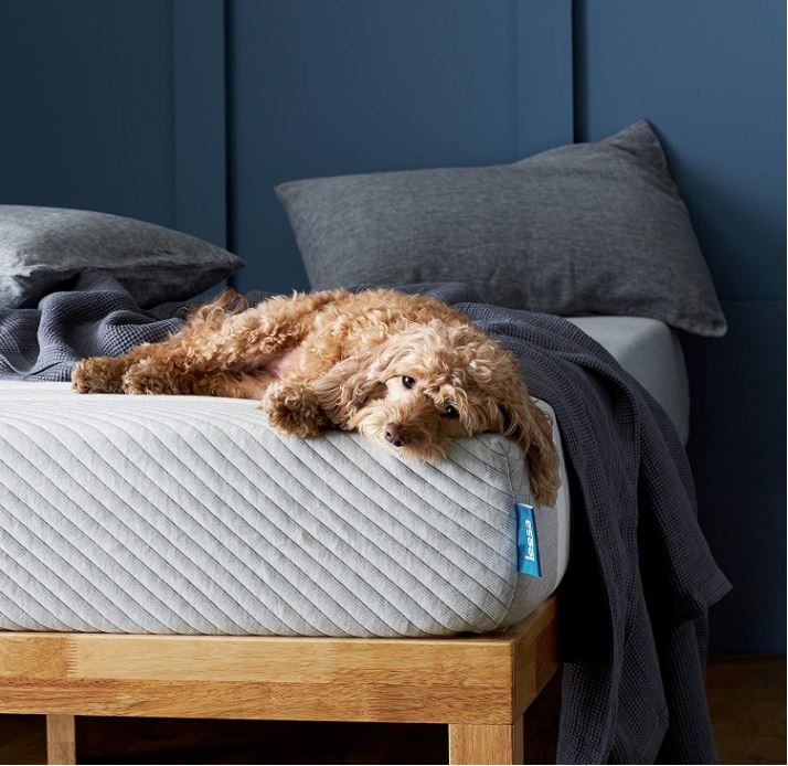 A dog sleeping on a mattress