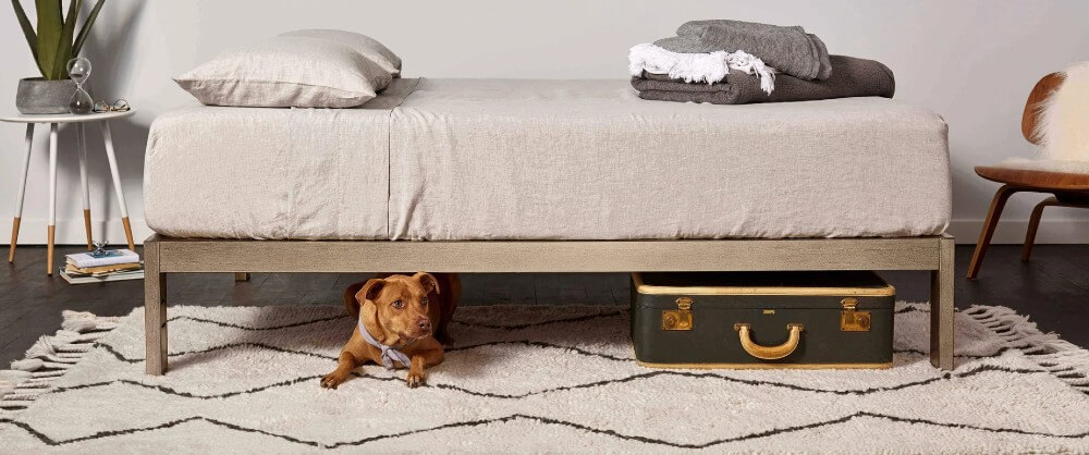 A dog sleeps under a Keetsa bed.